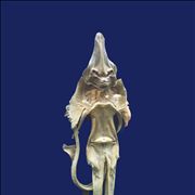 Picture Of A Dried Skate Jenny Hanive