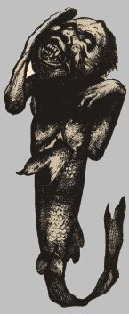 Picture Of Fiji Mermaid